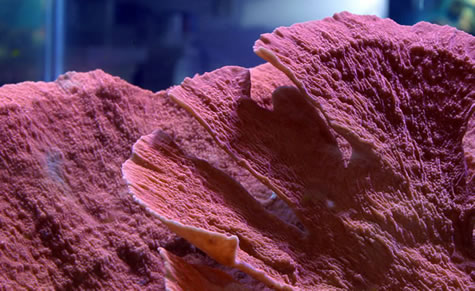 Some large Montipora Caps in Anthony's Reef Tank.