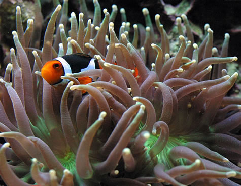A Clownfish nestles in a Torch Coral.