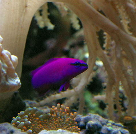 A Purple Pseudochromis in Cameron's 40gallon Main Tank.