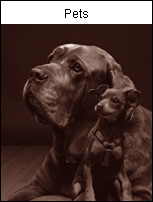 Orange County Creative - Pet Photo Gallery