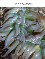 Orange County Creative - Underwater Photo Gallery