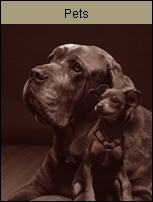 Orange County Creative - Pet Photo Gallery