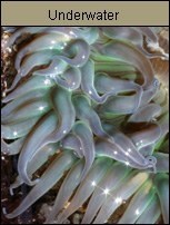 Orange County Creative - Underwater Photo Gallery