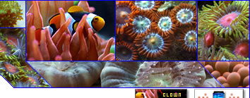 Welcome to Gil & Liza's Nano Reef Website!