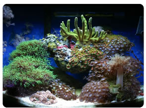 An updated photo of our tank taken on January 20, 2003.