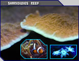 Click here to view all of Sharkadude's photos!