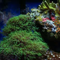 These are the four most recent photos added to our Nano Reef website. To see lots more Photos click on Nano Photos in the Site Navigation Menu!