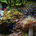 These are the four most recent photos added to our Nano Reef website. To see lots more Photos click on Nano Photos in the Site Navigation Menu!