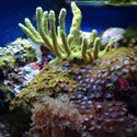 These are the four most recent photos added to our Nano Reef website. To see lots more Photos click on Nano Photos in the Site Navigation Menu!