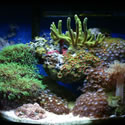 These are the four most recent photos added to our Nano Reef website. To see lots more Photos click on Nano Photos in the Site Navigation Menu!