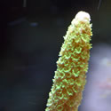 Check out our Nano Reef Gallery!