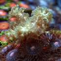 Check out our Nano Reef Gallery!
