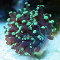 Check out our Nano Reef Gallery!