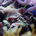 Check out our Nano Reef Gallery!