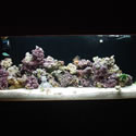 A random photo from Paul's 60 Gallon Reeftank