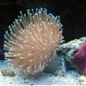 Check out our Nano Reef Gallery!