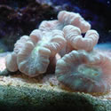 Check out our Nano Reef Gallery!