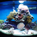 Check out our Nano Reef Gallery!