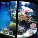 Check out our Nano Reef Gallery!