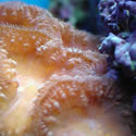 Check out our Nano Reef Gallery!