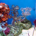 Check out our Nano Reef Gallery!