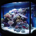 Check out our Nano Reef Gallery!