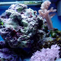 Check out our Nano Reef Gallery!