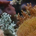 A random photo from Chris' 120+ Gallon Reeftank