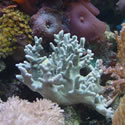 A random photo from Chris' 120+ Gallon Reeftank
