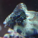 A random photo from Chris' 120+ Gallon Reeftank
