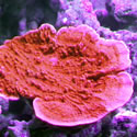 A random photo from one of Anthony's  Reeftanks
