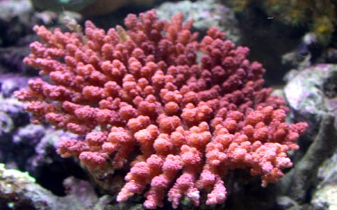 A random photo from one of Anthony's  Reeftanks
