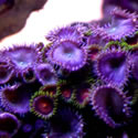 A random photo from one of Anthony's  Reeftanks