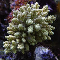 A random photo from one of Anthony's  Reeftanks