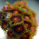 A random photo from Paul's 60 Gallon Reeftank