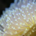A random photo from Paul's 60 Gallon Reeftank