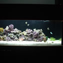 A random photo from Paul's 60 Gallon Reeftank
