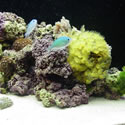 A random photo from Paul's 60 Gallon Reeftank