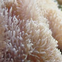 A random photo from Paul's 60 Gallon Reeftank