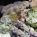 A random photo from Paul's 60 Gallon Reeftank
