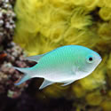 A random photo from Paul's 60 Gallon Reeftank