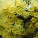 A random photo from Paul's 60 Gallon Reeftank