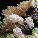A random photo from Paul's 60 Gallon Reeftank