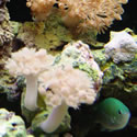 A random photo from Paul's 60 Gallon Reeftank