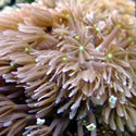 A random photo from Chris' 120+ Gallon Reeftank