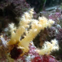 A random photo from Chris' 120+ Gallon Reeftank