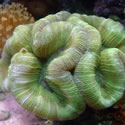 A random photo from Chris' 120+ Gallon Reeftank