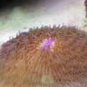 A random photo from Chris' 120+ Gallon Reeftank