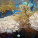 A random photo from Chris' 120+ Gallon Reeftank