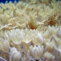 A random photo from Chris' 120+ Gallon Reeftank
